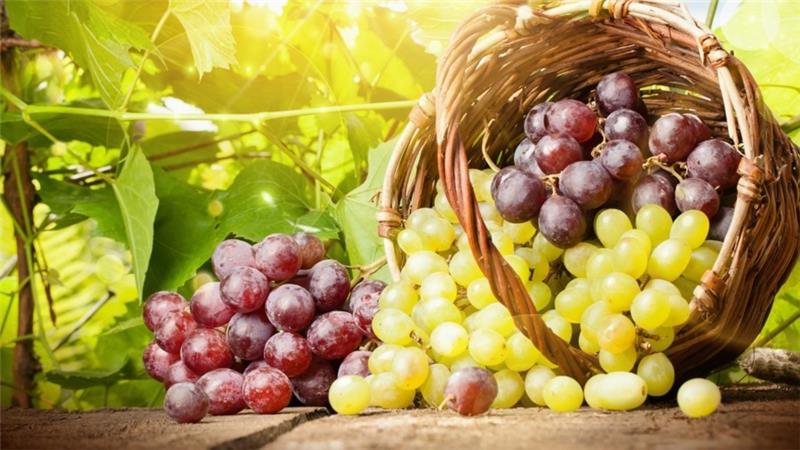 rypäleen reseptit herkullisia ruokia rypäleen reseptejä