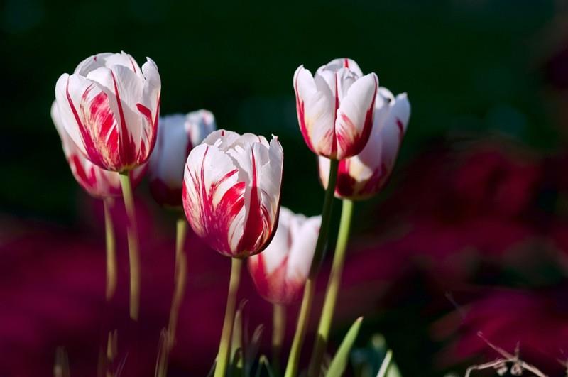 valkoiset punaiset tulppaanit puutarhassa