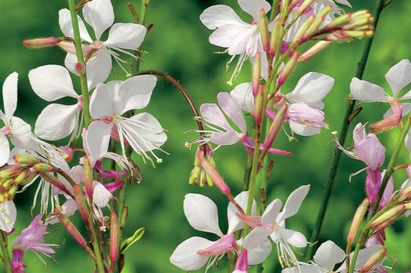 valkoinen kukinta gaura upeita kynttilöitä