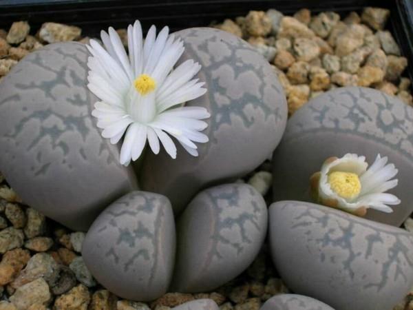 valkoiset kukat harmaat elävät kivet mehikasveja