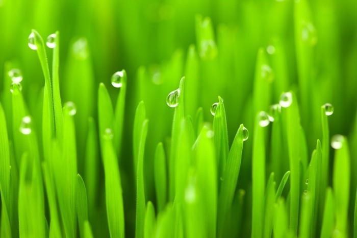 wheatgrass siemenet wheatgrass mehu indonesia