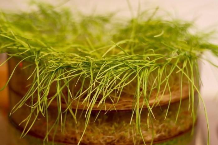 wheatgrass siemenet wheatgrass mehu smoothie siemenet alkio ituja
