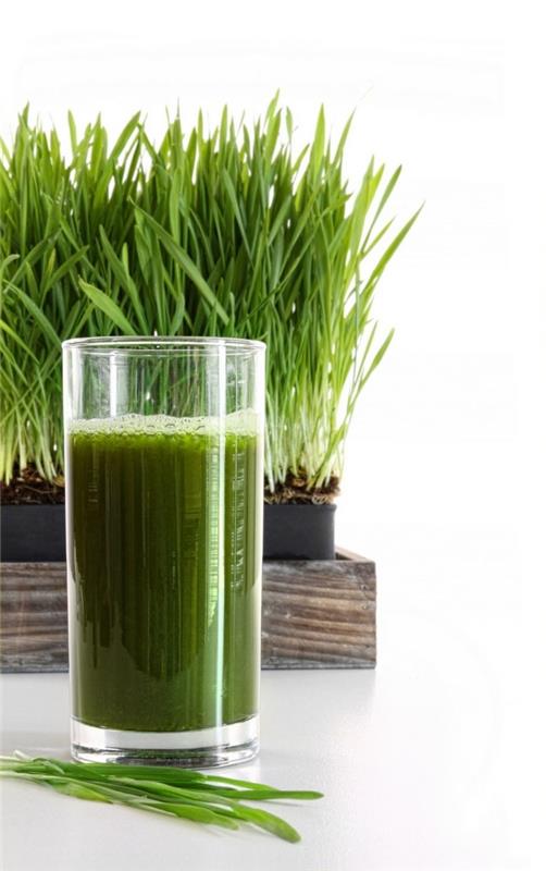 wheatgrass siemenet wheatgrass mehu smoothie