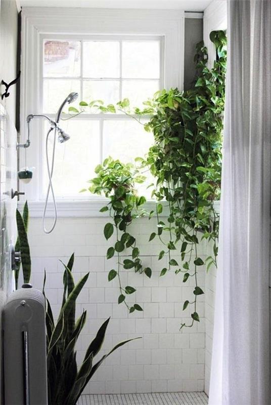 mitkä huonekasvit tarvitsevat vähän valoa kylpyhuonekasveille
