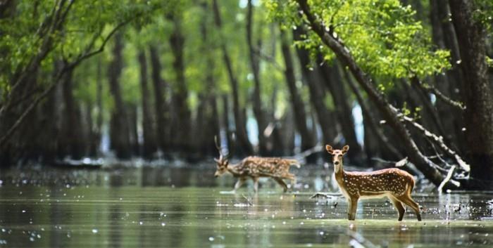 maailmankiertue Sundarbanit vierailevat monissa eläinlajeissa
