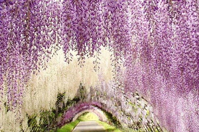 maailmankiertue japani aasia kawachi fuji -puutarha