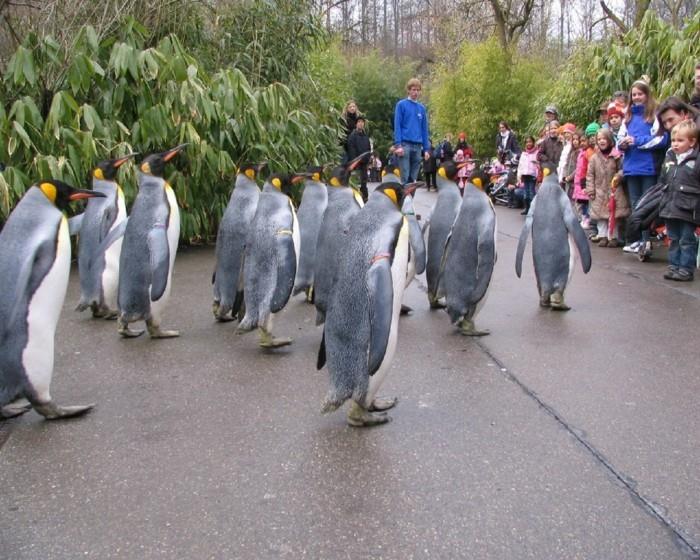 suunnittele maailmanmatka baselin eläintarhan pingviinien kävelylle