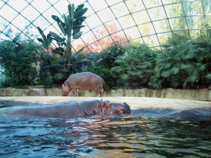 suunnitella maailmanmatka berliinin eläintarha eläintarha hippos