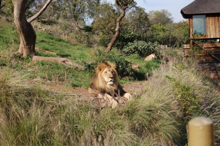 suunnittele maailmanmatka pretorian eläintarha etelä -afrikka leijona