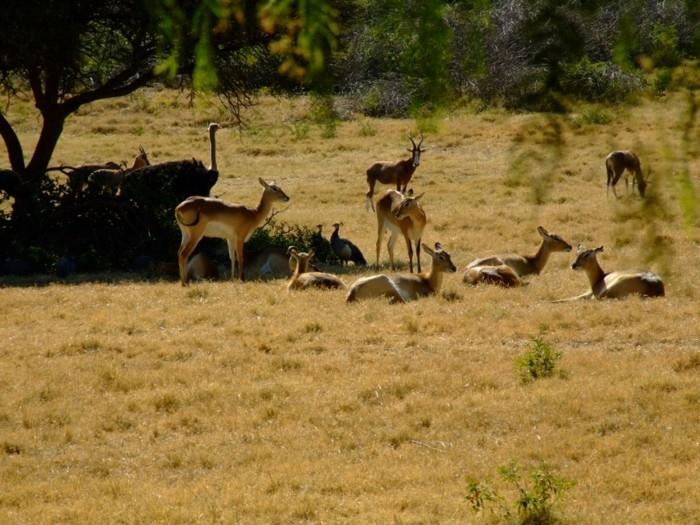 suunnittele maailmanmatka pretorian eläintarha etelä -afrikka villieläimet antiloopit