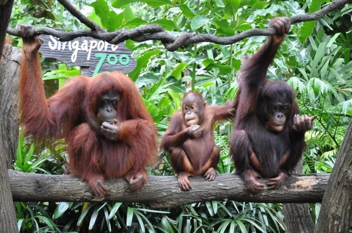 suunnitella maailmanmatka eläintarha singapore apina perhe
