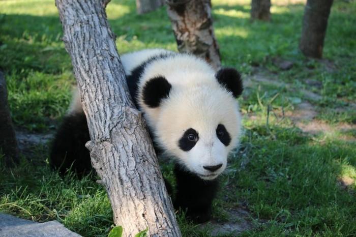 suunnitella maailmanmatka eläintarha toronto kanada panda