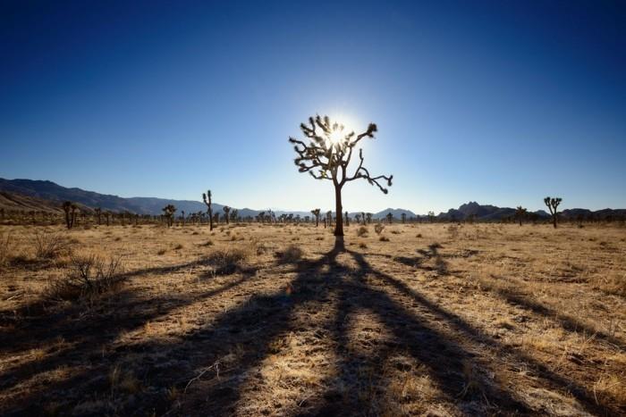 maailmanmatka Joshua Treen kansallispuiston ilmastonmuutos on katoamassa