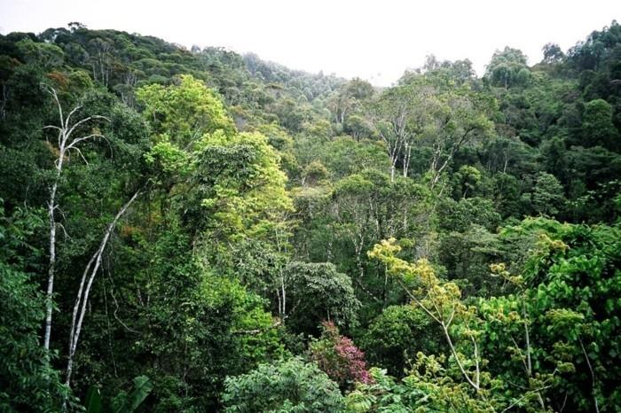 maailmanmatkailu sademetsä Madagaskar näkemisen arvoinen