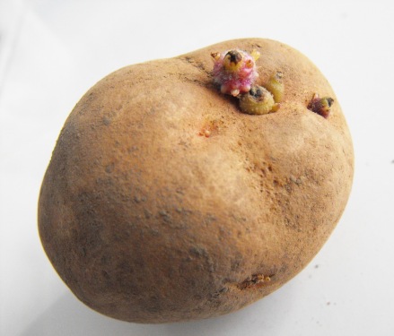 vetőburgonya