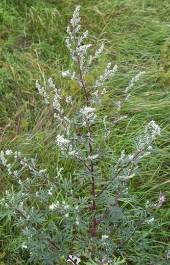 Artemisia Vulgaris