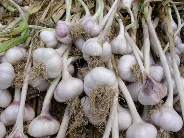 Taistele myyrät valkosipulilla