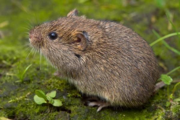 Taistele myrkkyjä luonnollisilla keinoilla
