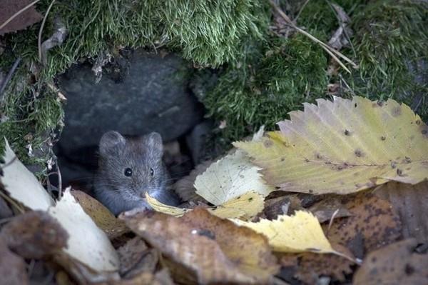 Taistele myrkkyjä luonnollisilla keinoilla puutarhassa