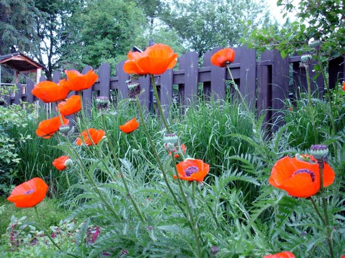 kuinka suunnitella puutarhani italialaisen näköiset oranssit unikot