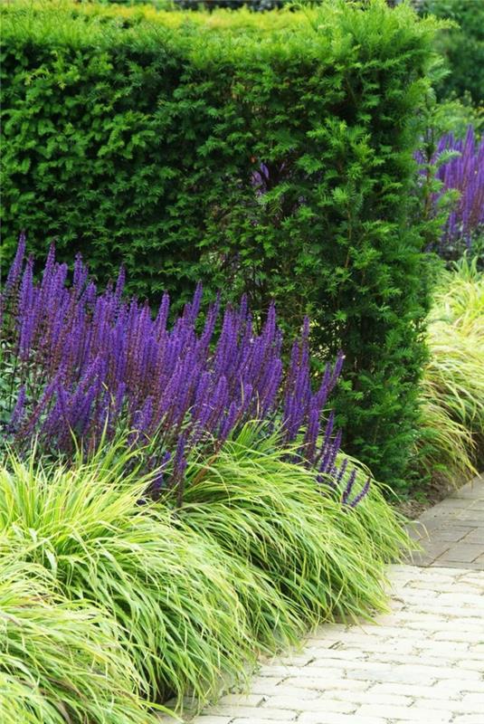 kuinka suunnitella puutarhani italialaisen näköinen salvia violetti