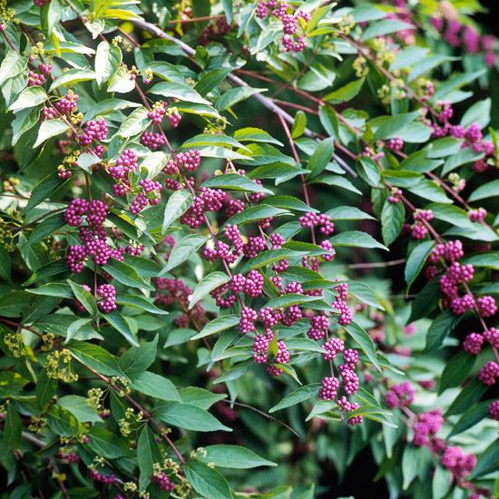 villi elinympäristö puutarhatalossa marjoja