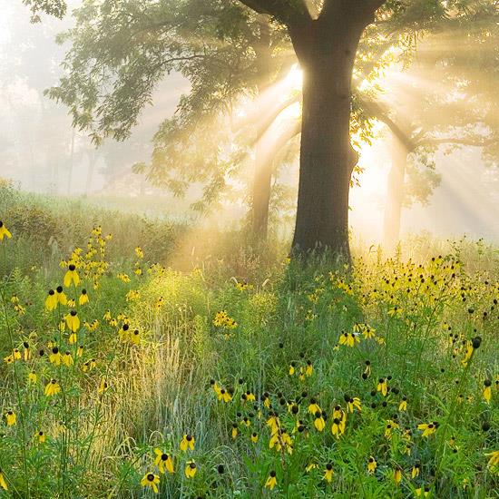 villi elinympäristö puutarhatalossa maaperä ruoho kukat