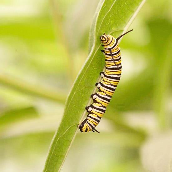 villi elinympäristö puutarhatalossa maaperä villieläimet