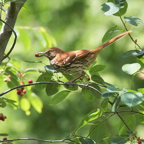 villi elinympäristö puutarhatalossa hedelmäpuun lintu