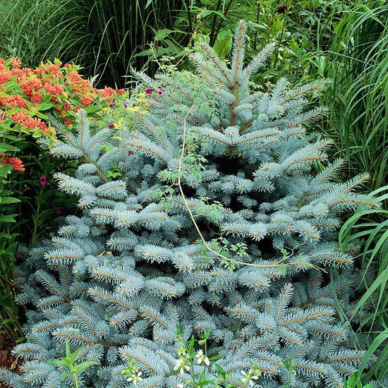 villi elinympäristö puutarhatalon tekstuurissa ikivihreä