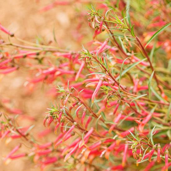 villi elinympäristö puutarhan kolibreissa