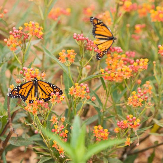 Villi elinympäristö oranssin perhonen nektarin puutarhassa