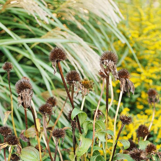 villi elinympäristö puutarhassa lintujen siemenet