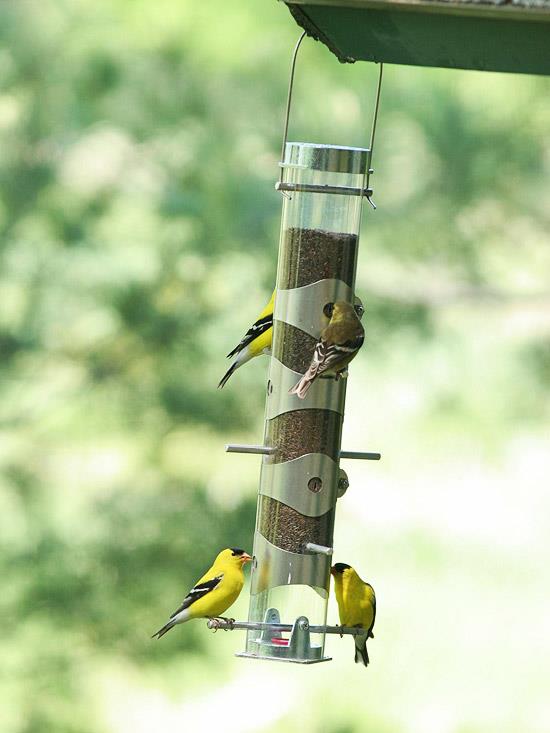 villi elinympäristö puutarhassa lintujen ruokinta vuosia