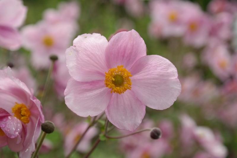 anemone vaaleanpunainen anemone