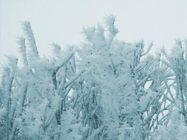 vinkkejä talvipuutarhaan tammikuussa