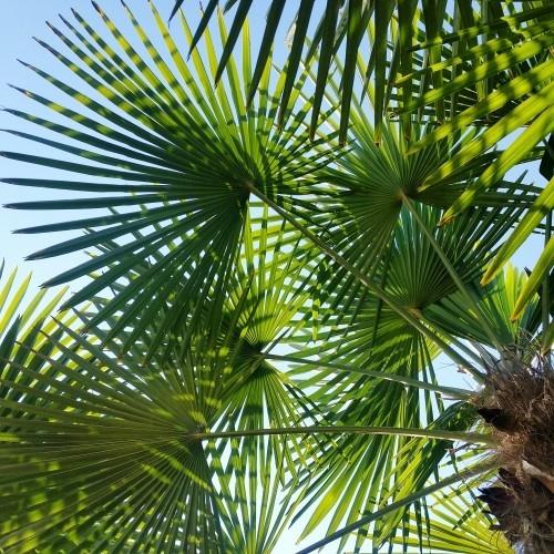kestäviä palmunlehtiä