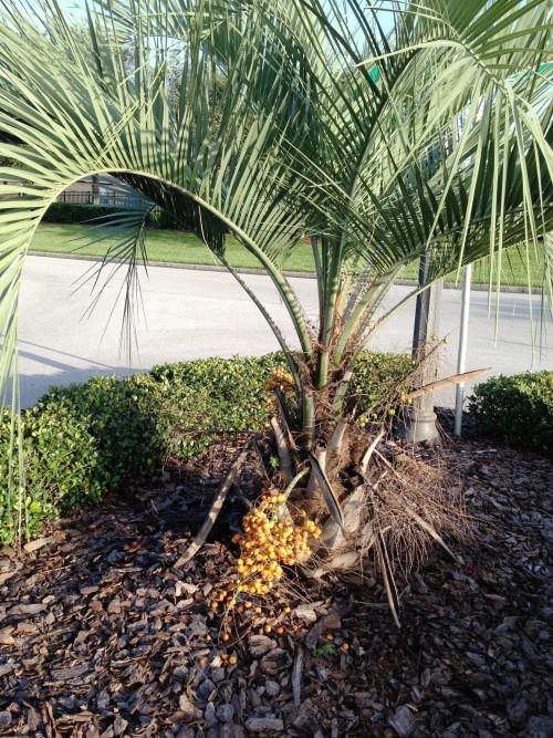 kestävä palmupuutarha
