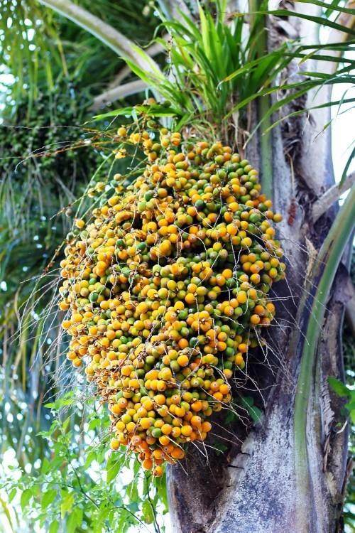 kestäviä palmusiemeniä