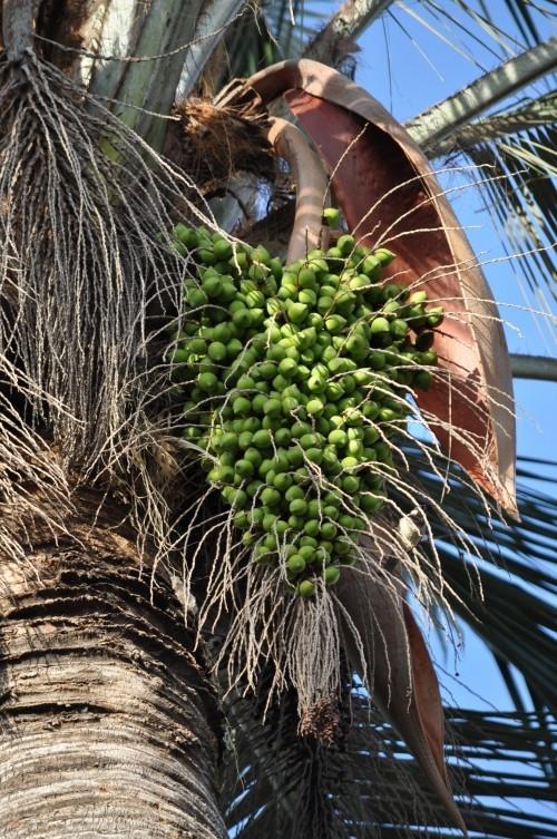 kestäviä palmusiemeniä