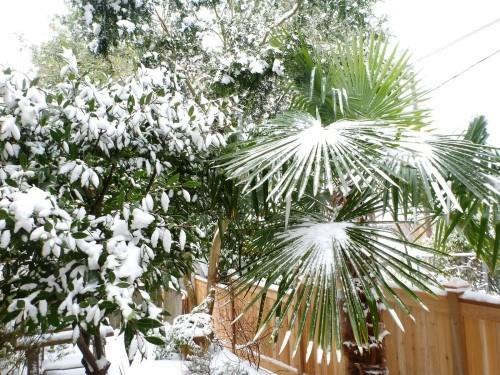 kestäviä palmuja lunta