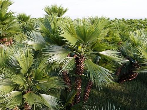 kestävä palmumetsä