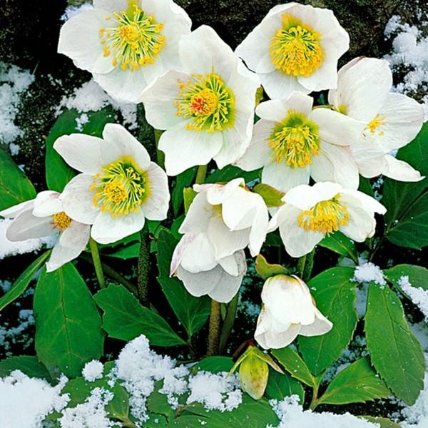 Kestävät parvekekasvit Helleborus niger Christrose
