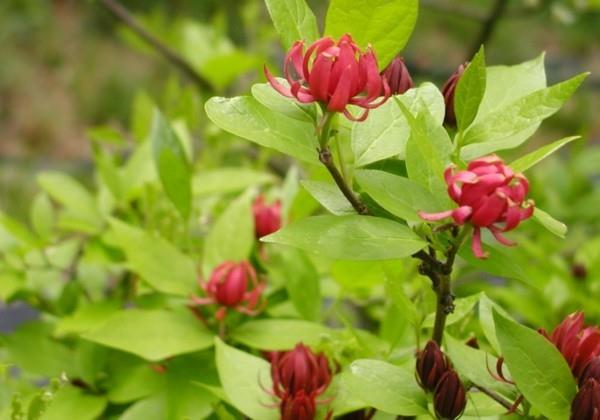 kestävät parvekekasvit calycanthus floridus maustepensas