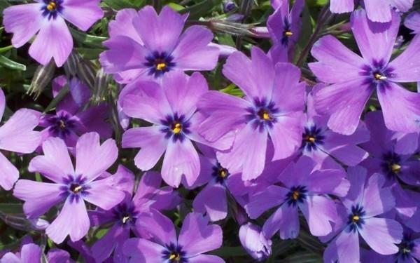 kestävät parvekekasvit verhoiltu flox phlox subulata