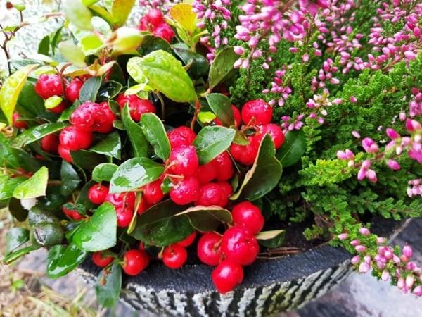 kestävät parvekekasvit päärynä Gaultheria procumbens