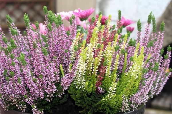 kestävä parveke kasvit lumi kanerva erica carnea