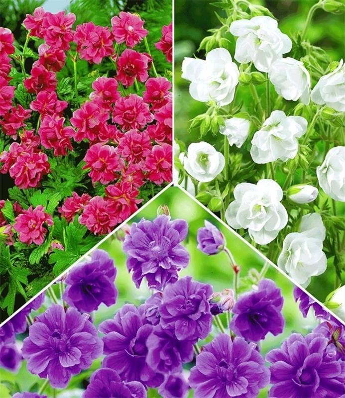 kolmen tyyppisiä kovia pelargonioita