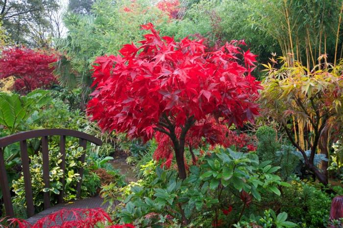 kestävät kasvit puutarhasuunnittelu Acer palmatum