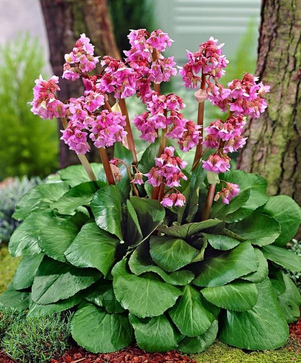 kestävät monivuotiset kasvit bergenia